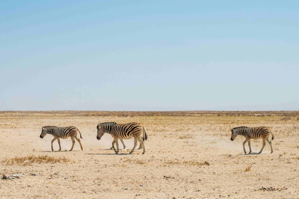 Etosha National Park - Quentin Krattiger