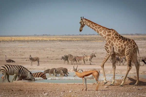 A giraffe, zebras and a springbok gathered at a dry waterhole on the Etosha pan in Namibia under a clear blue sky