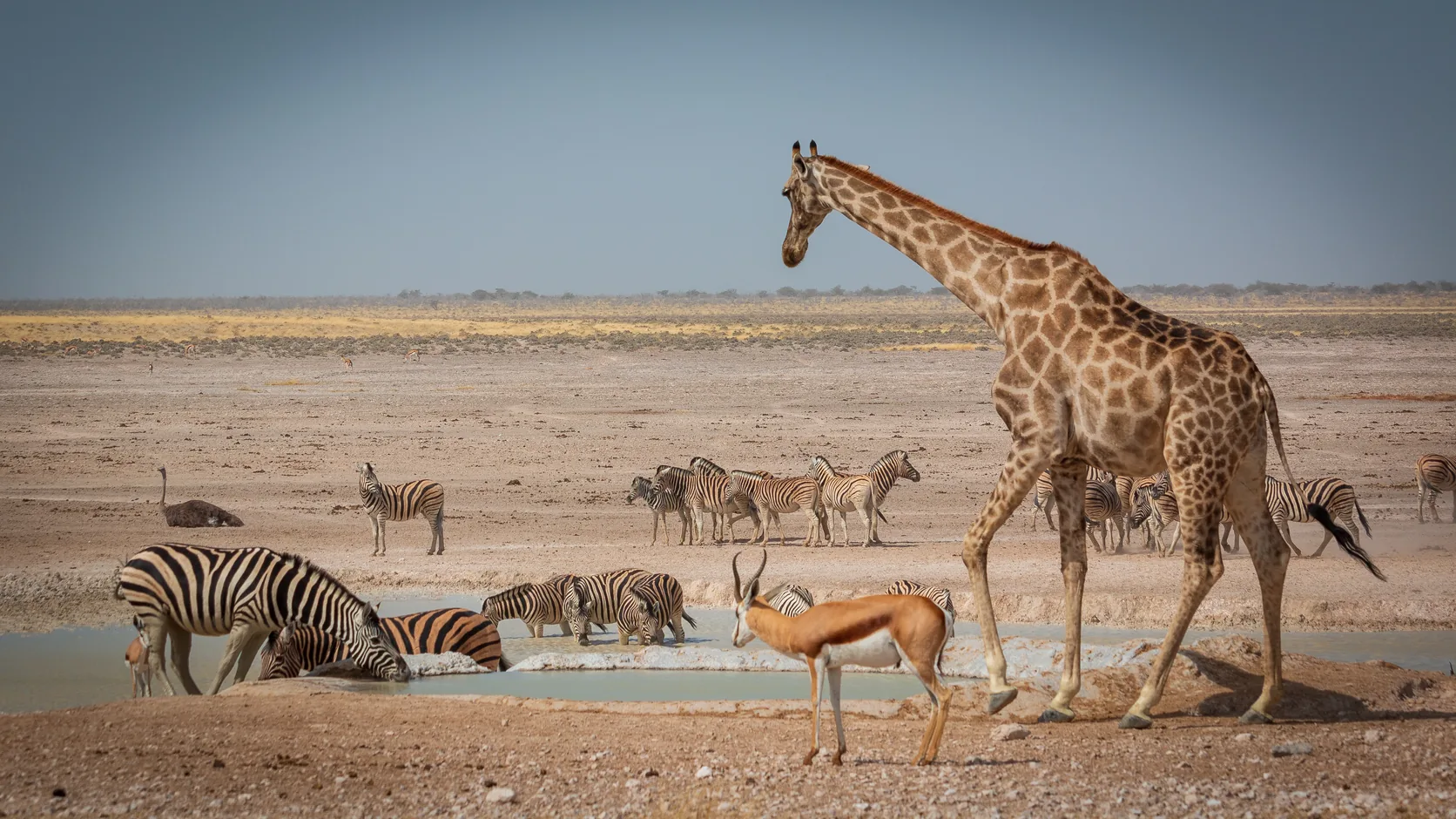 A giraffe, zebras and a springbok gathered at a dry waterhole on the Etosha pan in Namibia under a clear blue sky